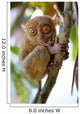 Tarsier Wall Mural