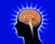 Human Brain and Pituitary Wall Mural