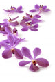 Pink orchid on white Wall Decal