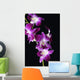 Bright Pink Orchid Black