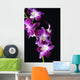 Bright Pink Orchid Black