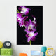 Bright Pink Orchid Black