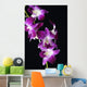 Bright Pink Orchid Black