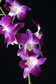 Bright Pink Orchid Black