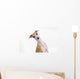 Yellow Italian Greyhound Wall Mural