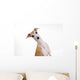 Yellow Italian Greyhound Wall Mural