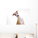 Yellow Italian Greyhound Wall Mural
