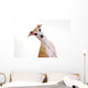 Yellow Italian Greyhound Wall Mural