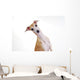 Yellow Italian Greyhound Wall Mural