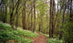 Forest Walk Wall Decal