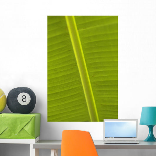 Detail Of Banana Leaf, Blue Mountains, Jamaica Wall Mural