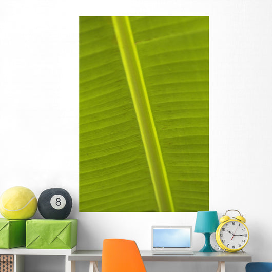 Detail Of Banana Leaf, Blue Mountains, Jamaica Wall Mural