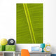 Detail Of Banana Leaf, Blue Mountains, Jamaica Wall Mural
