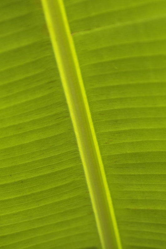 Detail Of Banana Leaf, Blue Mountains, Jamaica Wall Mural