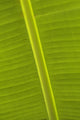 Detail Of Banana Leaf, Blue Mountains, Jamaica Wall Mural