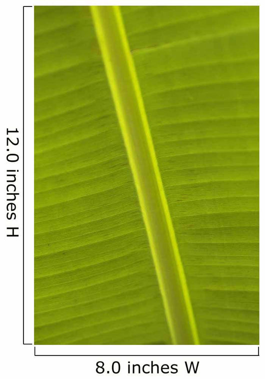 Detail Of Banana Leaf, Blue Mountains, Jamaica Wall Mural