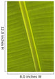 Detail Of Banana Leaf, Blue Mountains, Jamaica Wall Mural