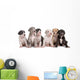Six Great Dane Puppies Wall Decal