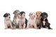 Six Great Dane Puppies Wall Decal