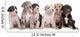 Six Great Dane Puppies Wall Decal