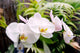 Orchid