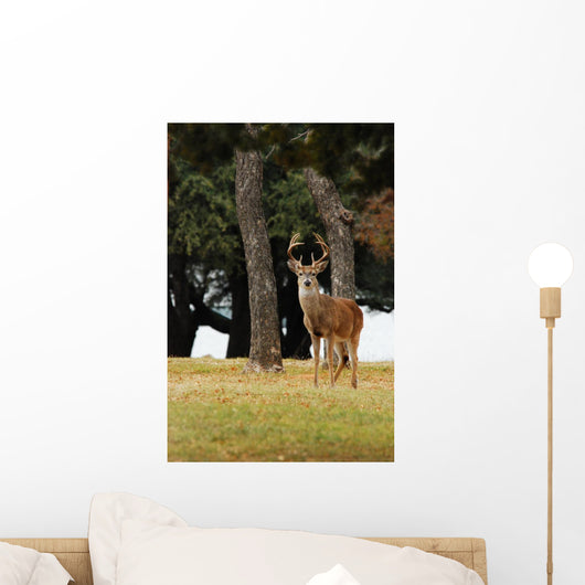 Eight Point Whitetailed Deer Wall Mural