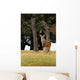 Eight Point Whitetailed Deer Wall Mural