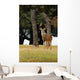Eight Point Whitetailed Deer Wall Mural
