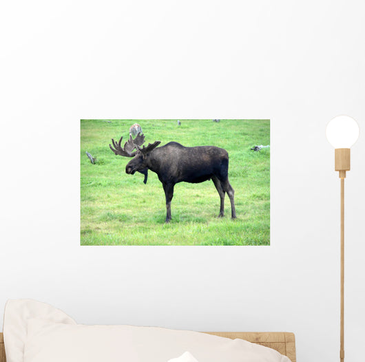 moose on grass, Alaska Wall Mural