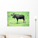 moose on grass, Alaska Wall Mural