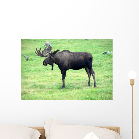 moose on grass, Alaska Wall Mural