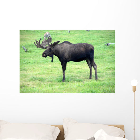 moose on grass, Alaska Wall Mural