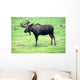 moose on grass, Alaska Wall Mural