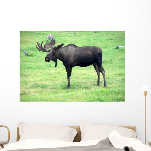 moose on grass, Alaska Wall Mural