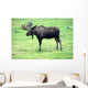 moose on grass, Alaska Wall Mural