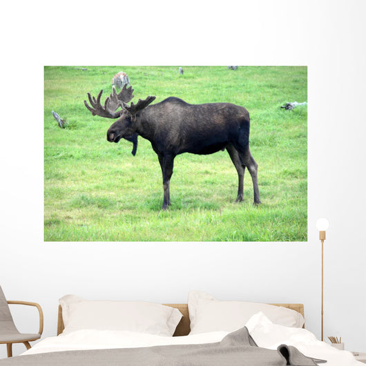 moose on grass, Alaska Wall Mural