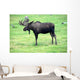 moose on grass, Alaska Wall Mural