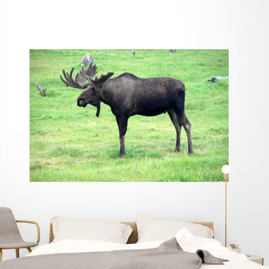 moose on grass, Alaska Wall Mural