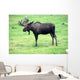 moose on grass, Alaska Wall Mural