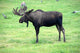 moose on grass, Alaska Wall Mural