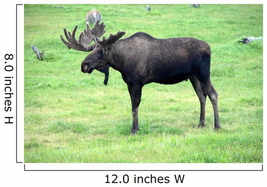 moose on grass, Alaska Wall Mural
