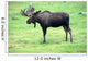 moose on grass, Alaska Wall Mural