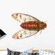 insect cicada Wall Decal
