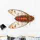 insect cicada Wall Decal