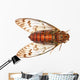insect cicada Wall Decal