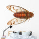 insect cicada Wall Decal
