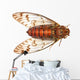 insect cicada Wall Decal