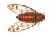 insect cicada Wall Decal