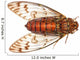insect cicada Wall Decal