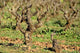 Pied Vigne Wall Decal